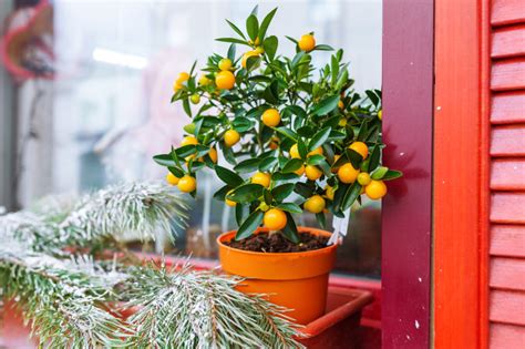 睡房植物風水|風水植物｜泥種家居風水植物位置教學﹕桔樹/金錢樹/玉麒麟擋煞 